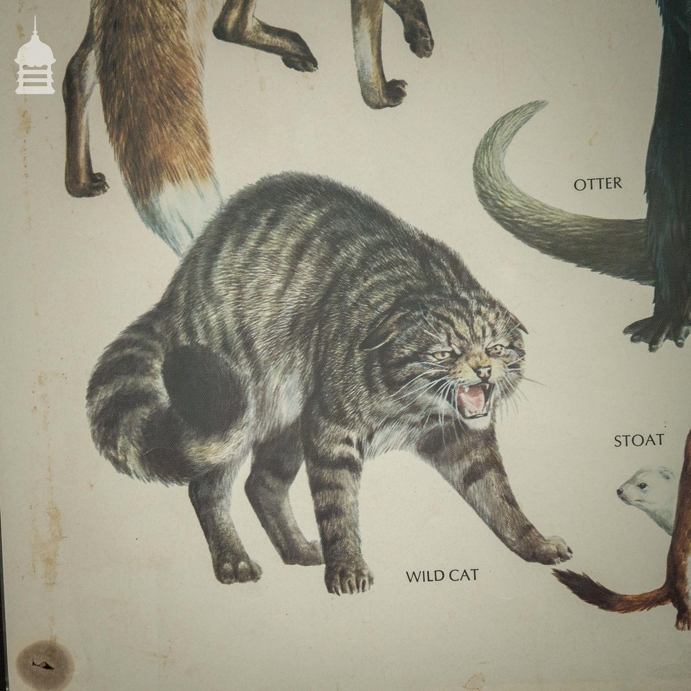 Vintage Carnivores Poster by The Mammal Society