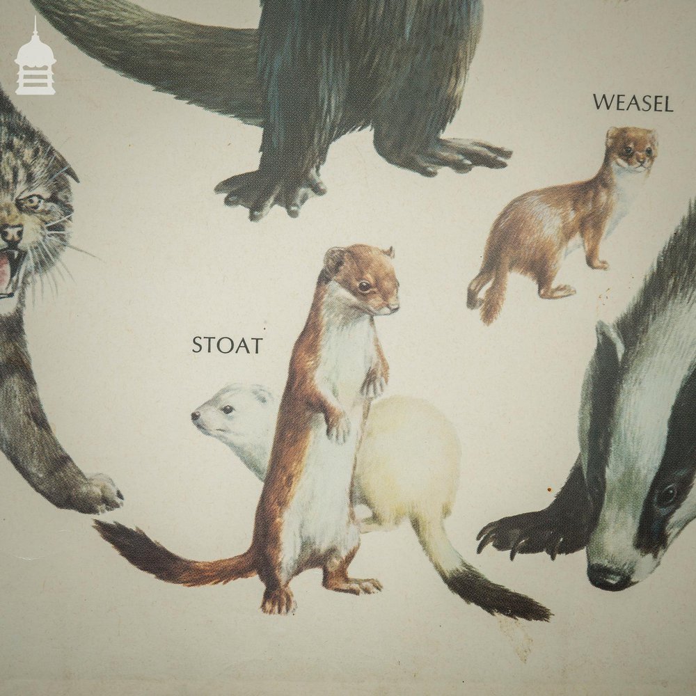 Vintage Carnivores Poster by The Mammal Society