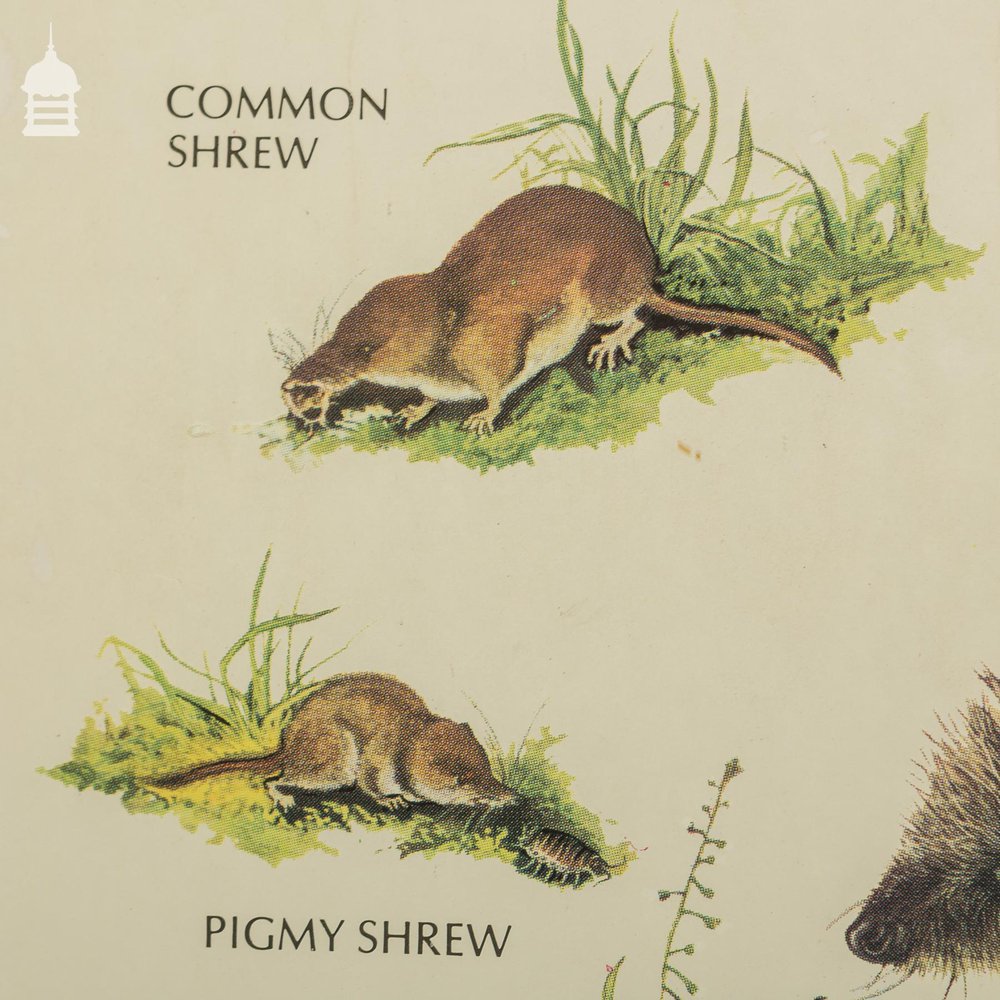 Vintage Wildlife Mammals Poster