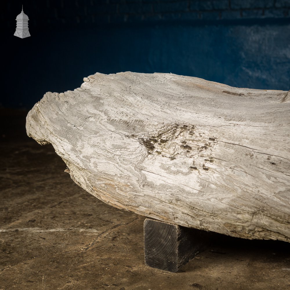 Weathered Piece of Silvered Log Timber with Large Character Burr