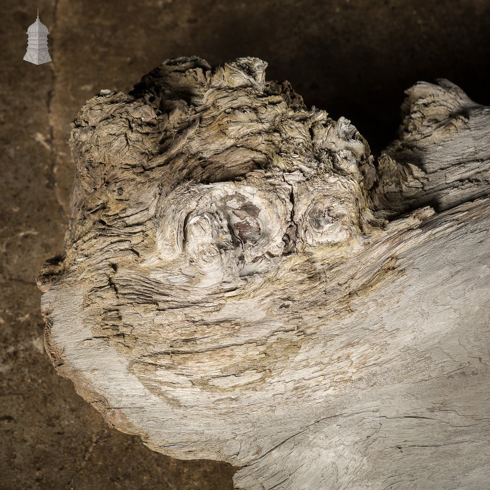 Weathered Piece of Silvered Log Timber with Large Character Burr