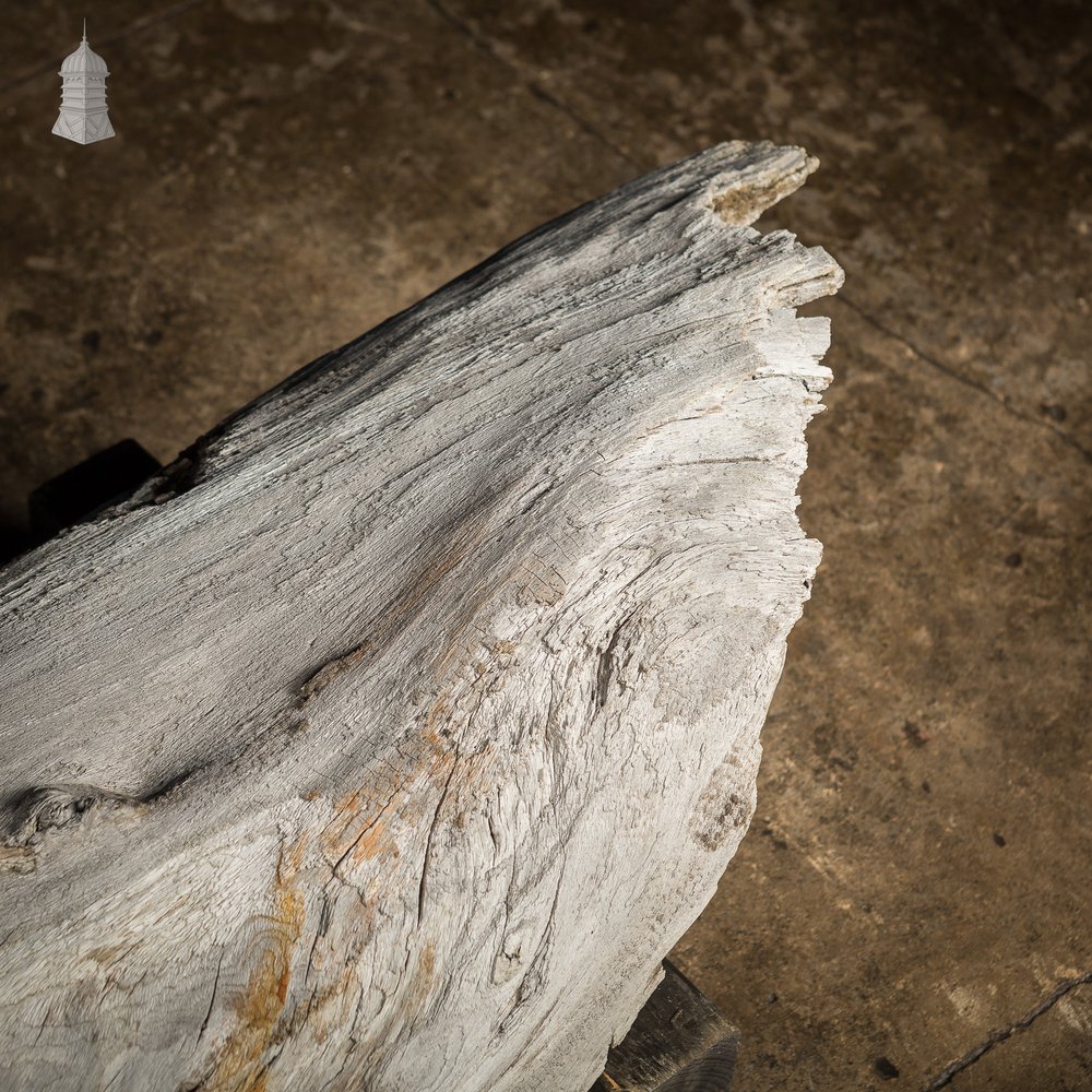 Weathered Piece of Silvered Log Timber with Large Character Burr