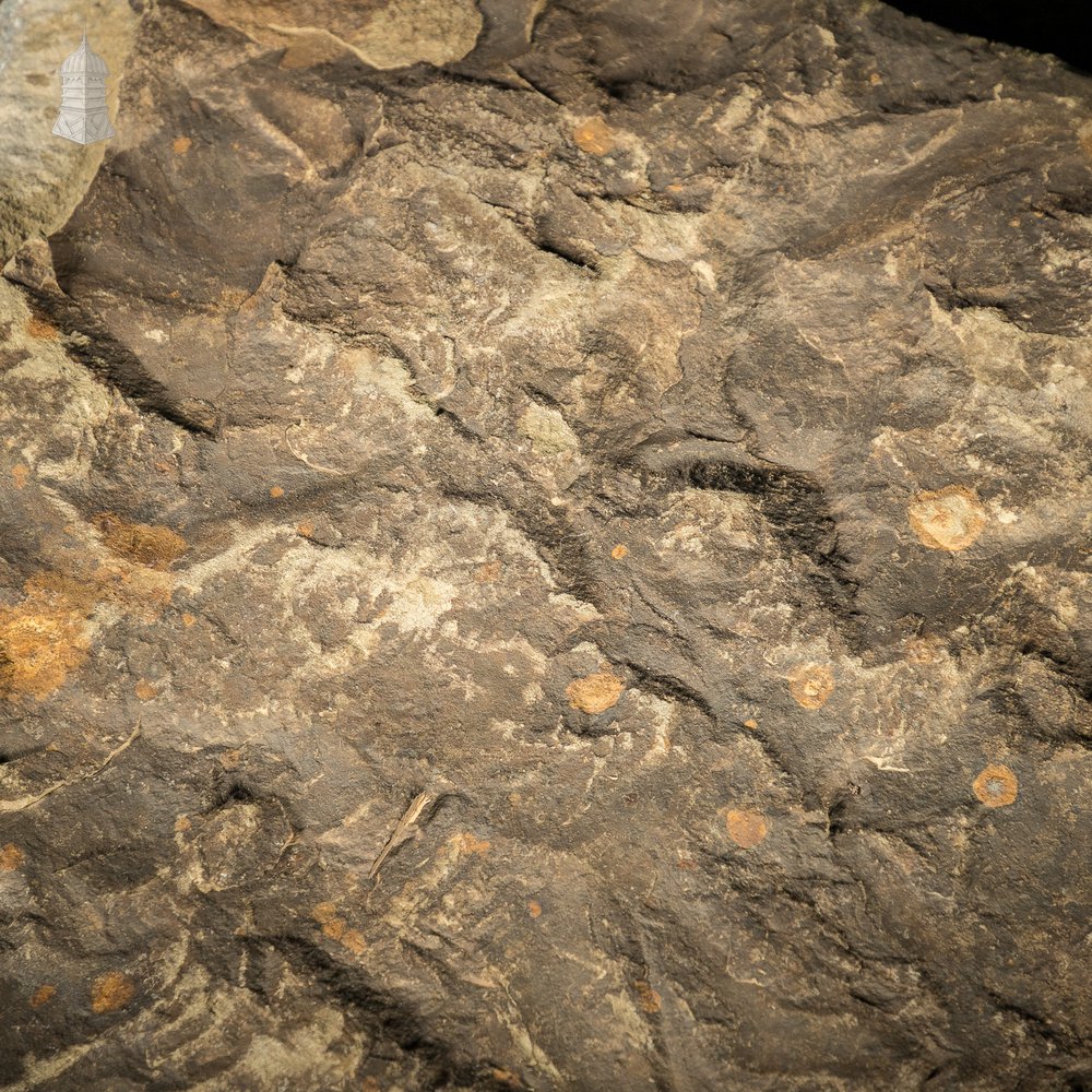 Riven Flagstone with a Weathered Face and Cut Back