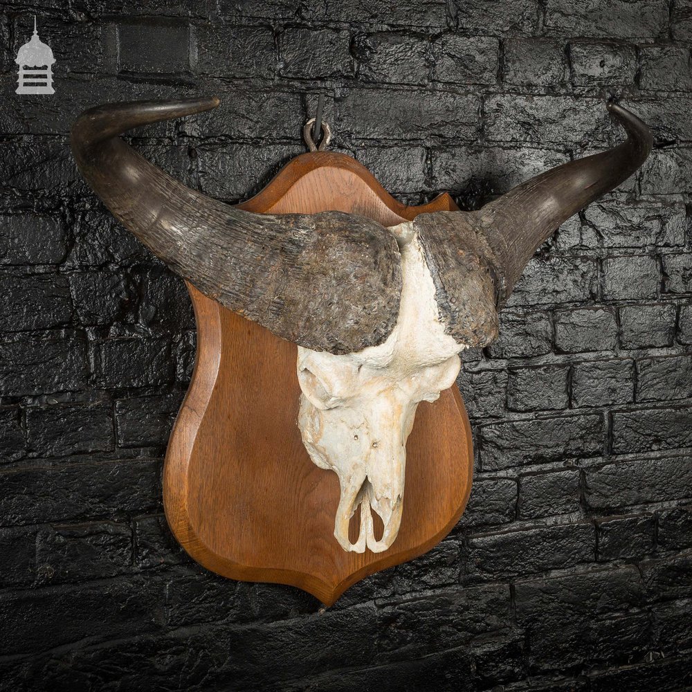 19th C Mounted Cape Buffalo Skull and Horns on Oak Plaque